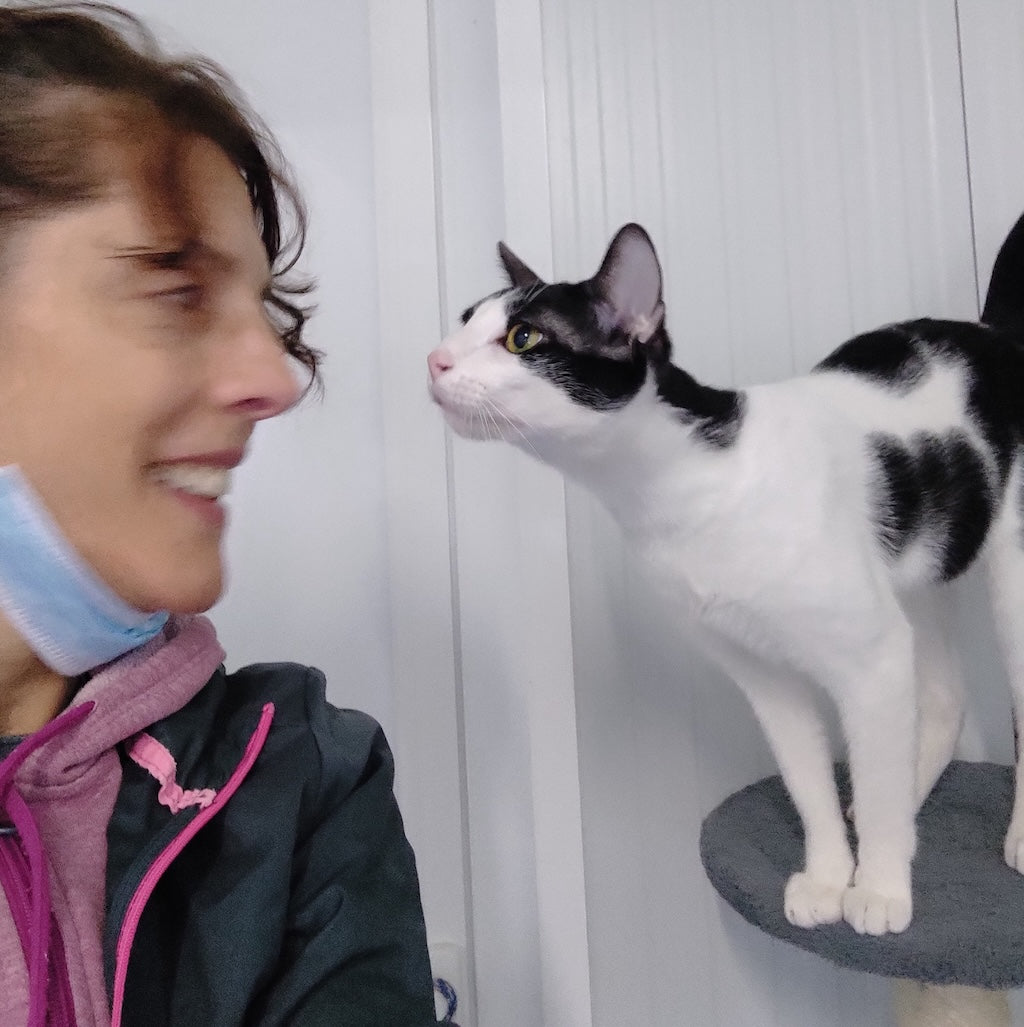 Shelter Kitty Philip