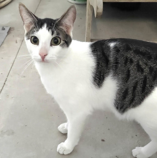 Shelter Kitty Arvin
