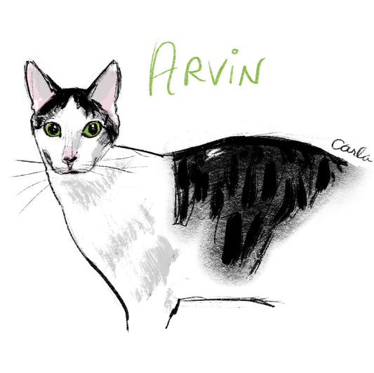 Shelter Kitty Arvin
