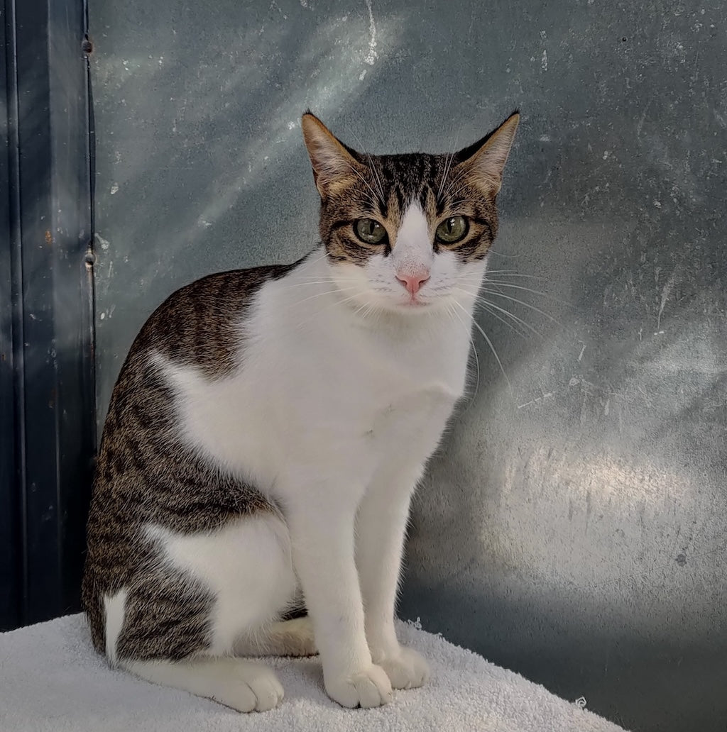 Shelter Kitty Bonnie