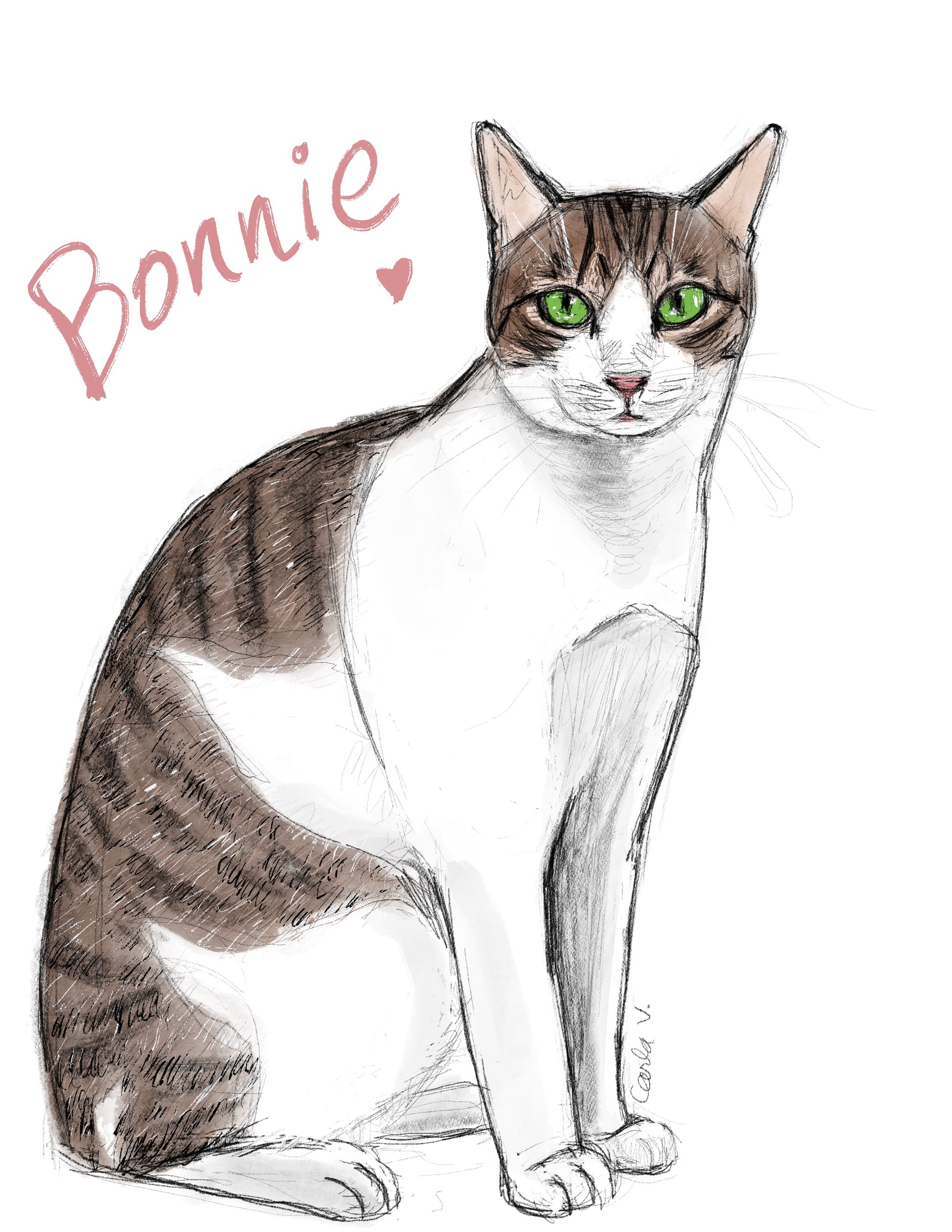 Shelter Kitty Bonnie