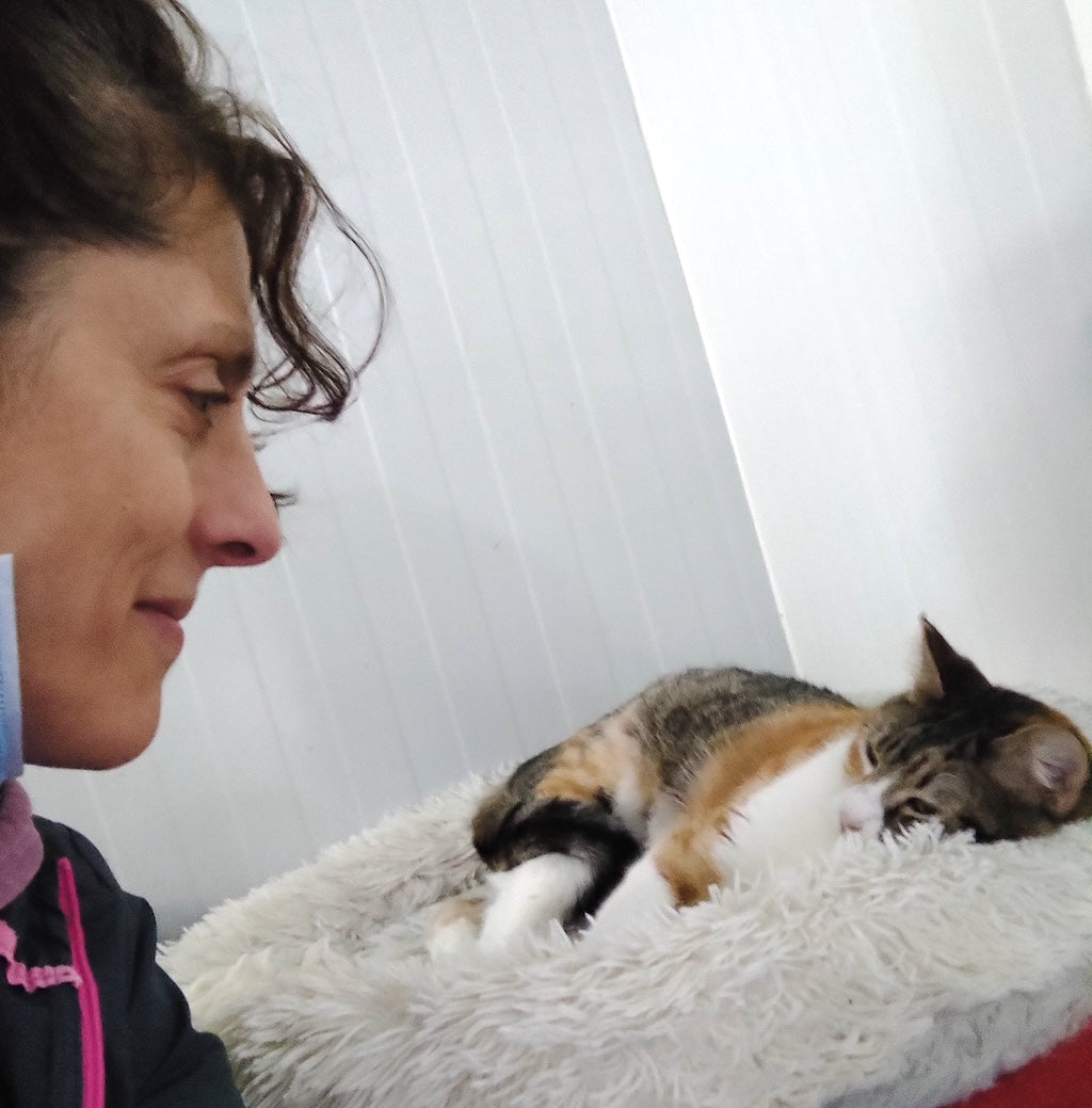 Shelter Kitty Leah