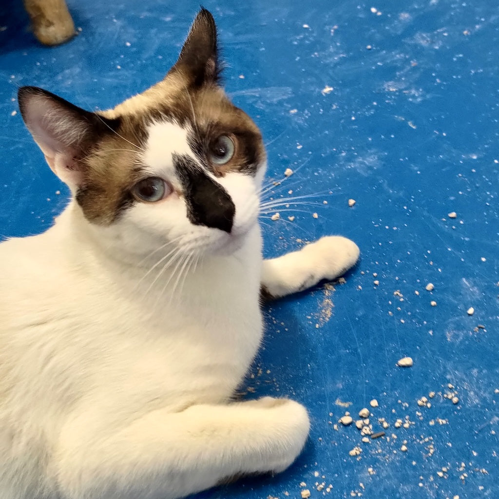 Shelter Kitty Philip