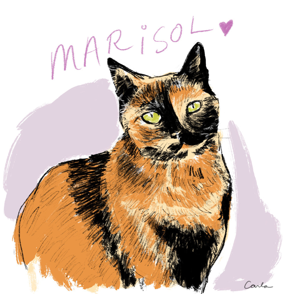 Shelter Kitty Marisol