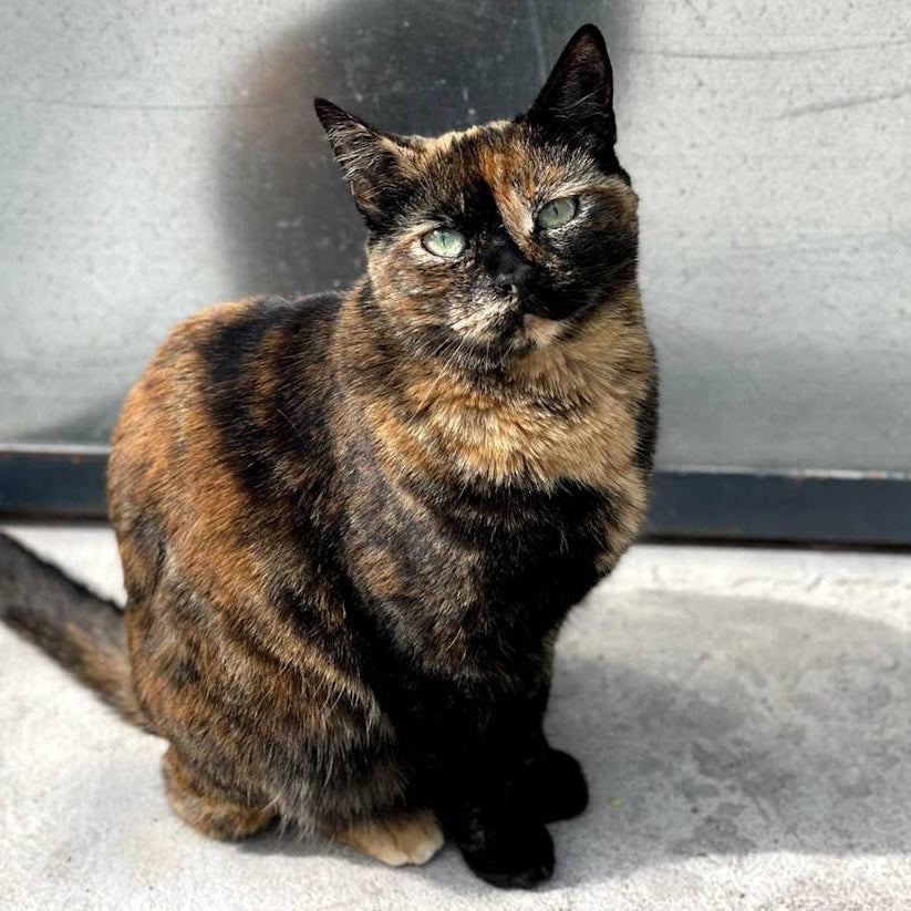Shelter Kitty Marisol