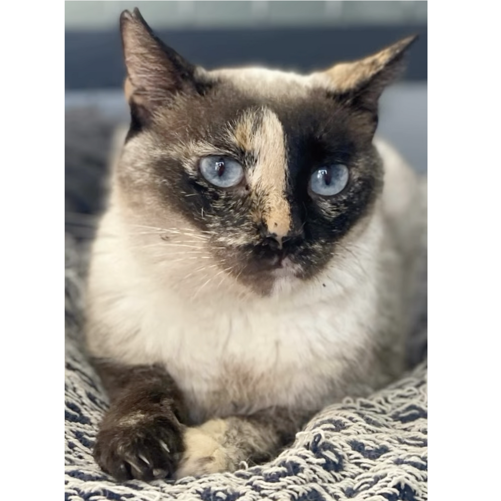 Shelter Kitty Maya