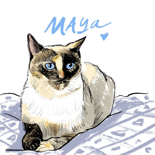 Shelter Kitty Maya
