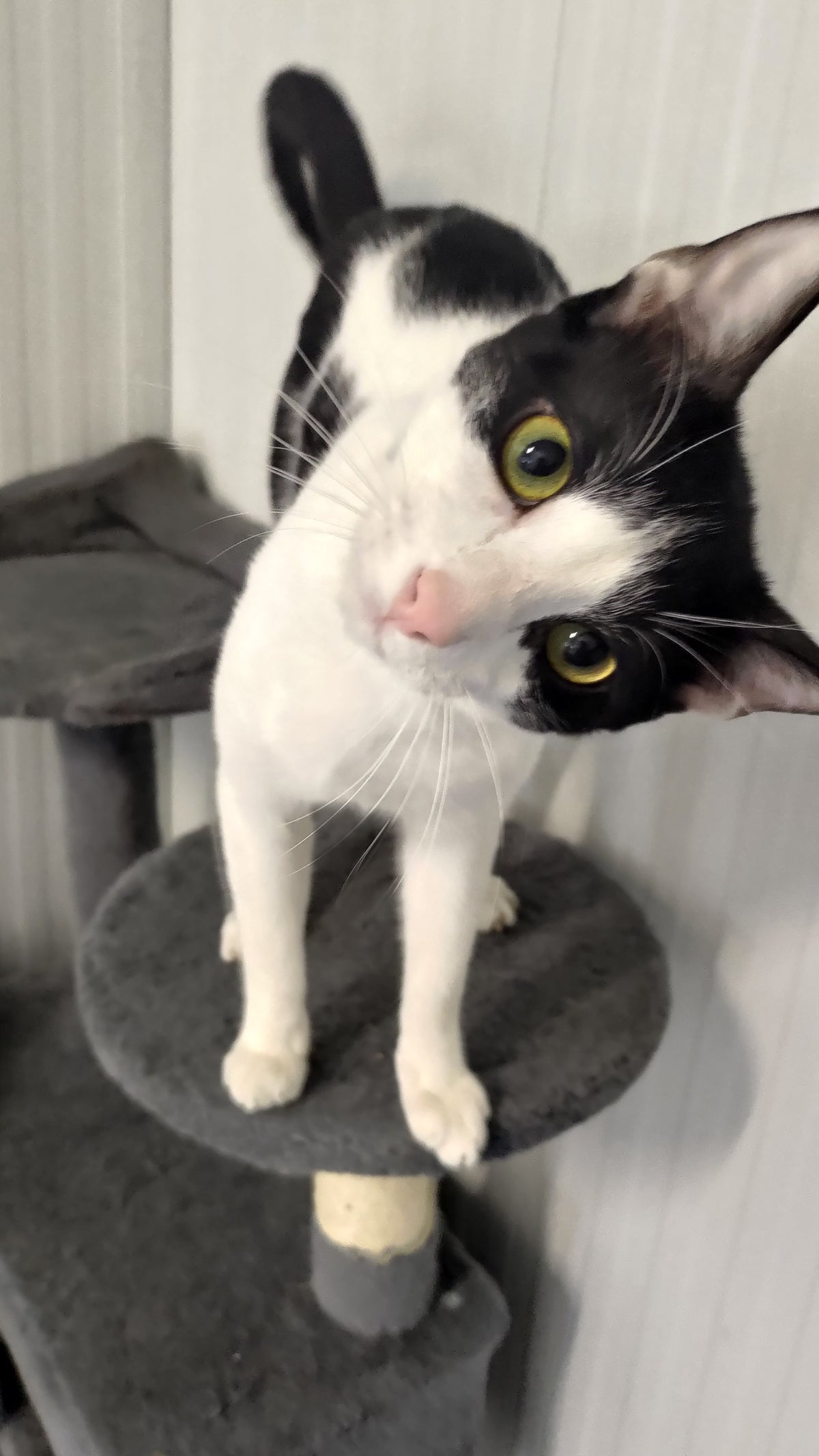 Shelter Kitty Philip