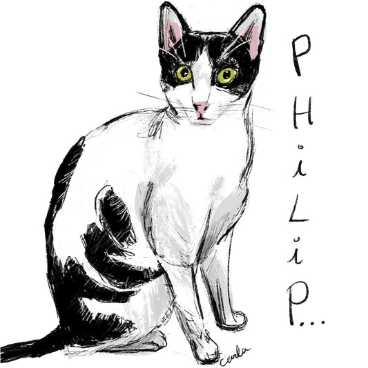 Shelter Kitty Philip