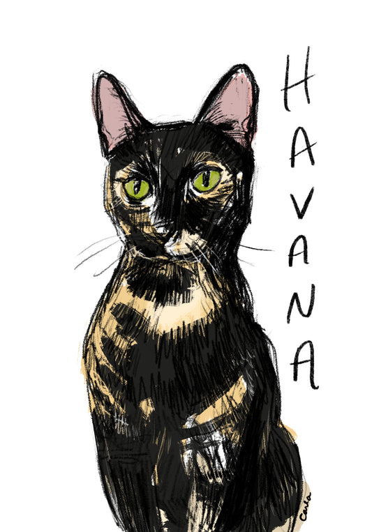 Shelter Kitty Havanna